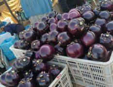 紫光圆茄，大量现货