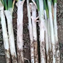 大量供应铁杆大葱，郑州西荥阳市，质优价廉