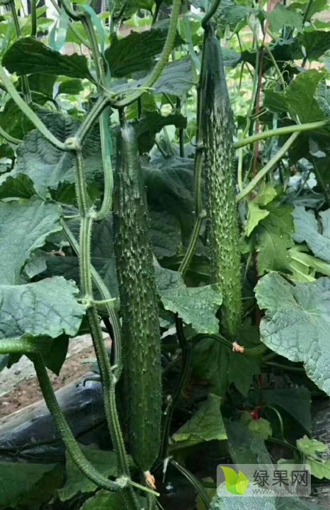 2019年河南夏邑德瑞特721黄瓜价格