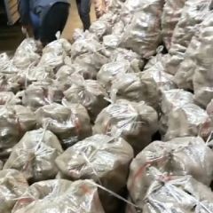 烟薯25，种薯大量出售中！