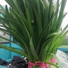 露天地里的头茬好韭菜便宜走了