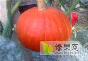 供应辽宁凌海优质898亩红绿小南瓜