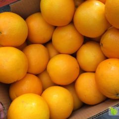 甜橙/脐橙批发价？ valance橙电商榨汁供货