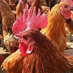 山东沂蒙山革命老区，草鸡，鸡蛋