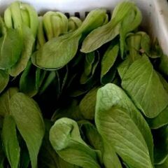 全是精品上海青，奶白菜