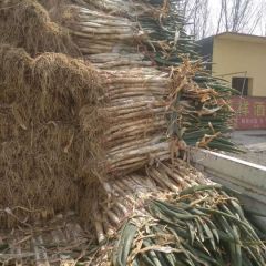 菏泽宏伟大葱蔬菜合作社