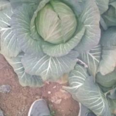 平包小甘蓝系列供应