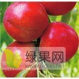 供应辽宁凌海大棚油桃 甜口的