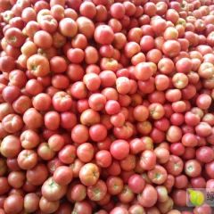 本地长年供应各种蔬菜