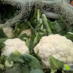 本地长年供应各种蔬菜