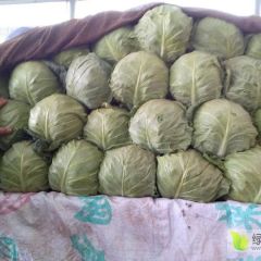 本地长年供应各种蔬菜