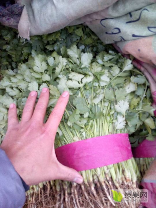 2019年河北永年大叶香菜价格