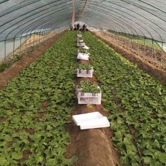 自己家种的冰草绿色无公害