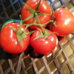 广州江南果蔬批发市场鲜菜一区140档口 专业代销西红柿