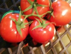 广州江南果蔬批发市场鲜菜一区140档口 专业代销西红柿
