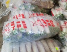 广州江南果蔬批发市场鲜菜一区140档口 专业代销白萝卜