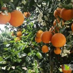 正宗伦晚脐橙/夏橙产地出售