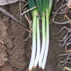 江苏省启东市铁杆大葱，有看上的老板可以联系