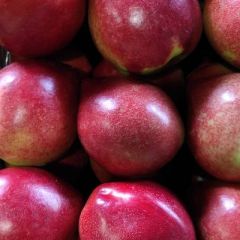 河北省昌黎县油桃大量上市