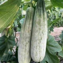 潍坊寒亭大量供应2k、兰籽、小糖丸，博洋九、羊角蜜甜瓜质量好