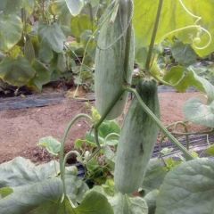 潍坊市寒亭区大量供应羊角蜜甜瓜