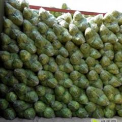 万亩中甘21大量供应，期待新老客户垂询采购