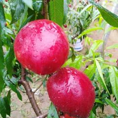 山东冠县大棚油桃陆续上市