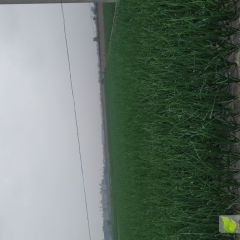 四川省成都市大邑广贤红皮洋葱