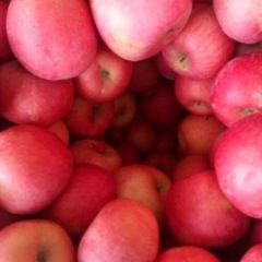 沂蒙山，富士苹果