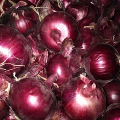 黑龙江齐齐哈尔市代收洋葱，白菜等欢迎致电询价