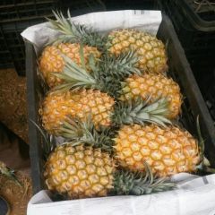 天津一级市场专业代卖菠萝