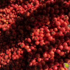 山东省淄博市北羊春季西红柿开始上市