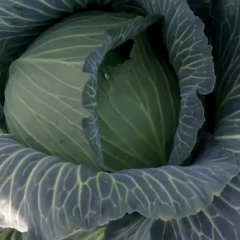 2020年东升甘蓝上市了。