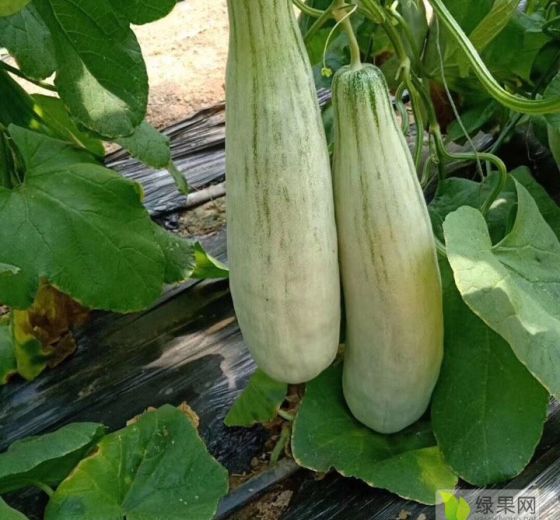 2019年山东寿光羊角蜜价格