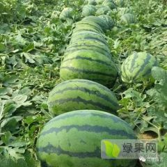 官路镇奥马十四甜王