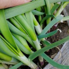 大叶红根韭菜头刀