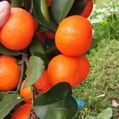 广西桂林阳朔沙糖桔