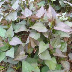 红薯苗大量供应 各个品种脱毒红薯苗