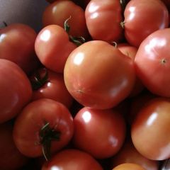 地理标志性西红柿普罗旺斯