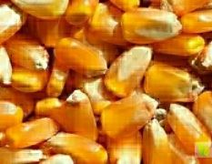 四川 长期采购玉米、高粱，大米