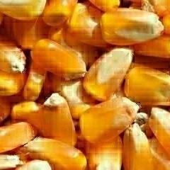 四川 长期采购玉米、高粱，大米