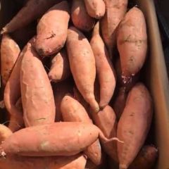 大量出售烟薯25，商品薯，薯条薯片厂通货