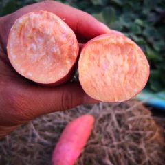 新鲜出土的烟薯25 各种规格