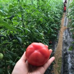 海阳普罗旺斯西红柿