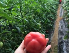 海阳普罗旺斯西红柿