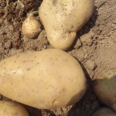 云南盈江紫薯红薯上货量大