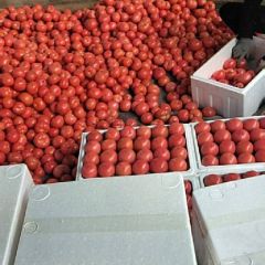 西红市大量上市中，欢迎询价
