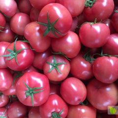 2019早春硬粉西红柿