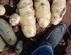 安丘荷兰十五土豆面积二千多亩