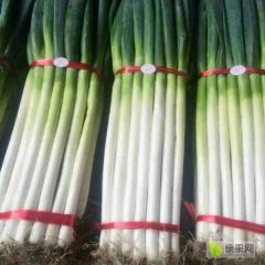 山东安丘铁杆大葱：大朱旺徐茂峰